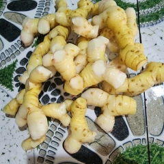 Cung Cấp Củ Riềng 